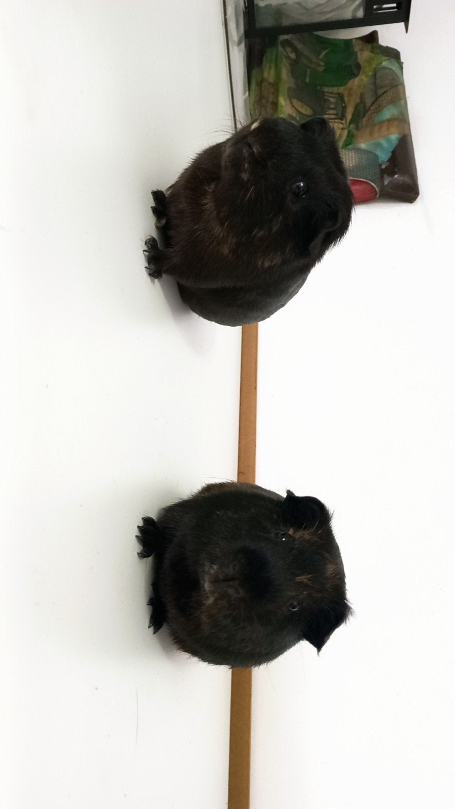 2 lieve cavia's te koop!, Dieren en Toebehoren, Knaagdieren, Cavia, Februari, Mannelijk, Tam