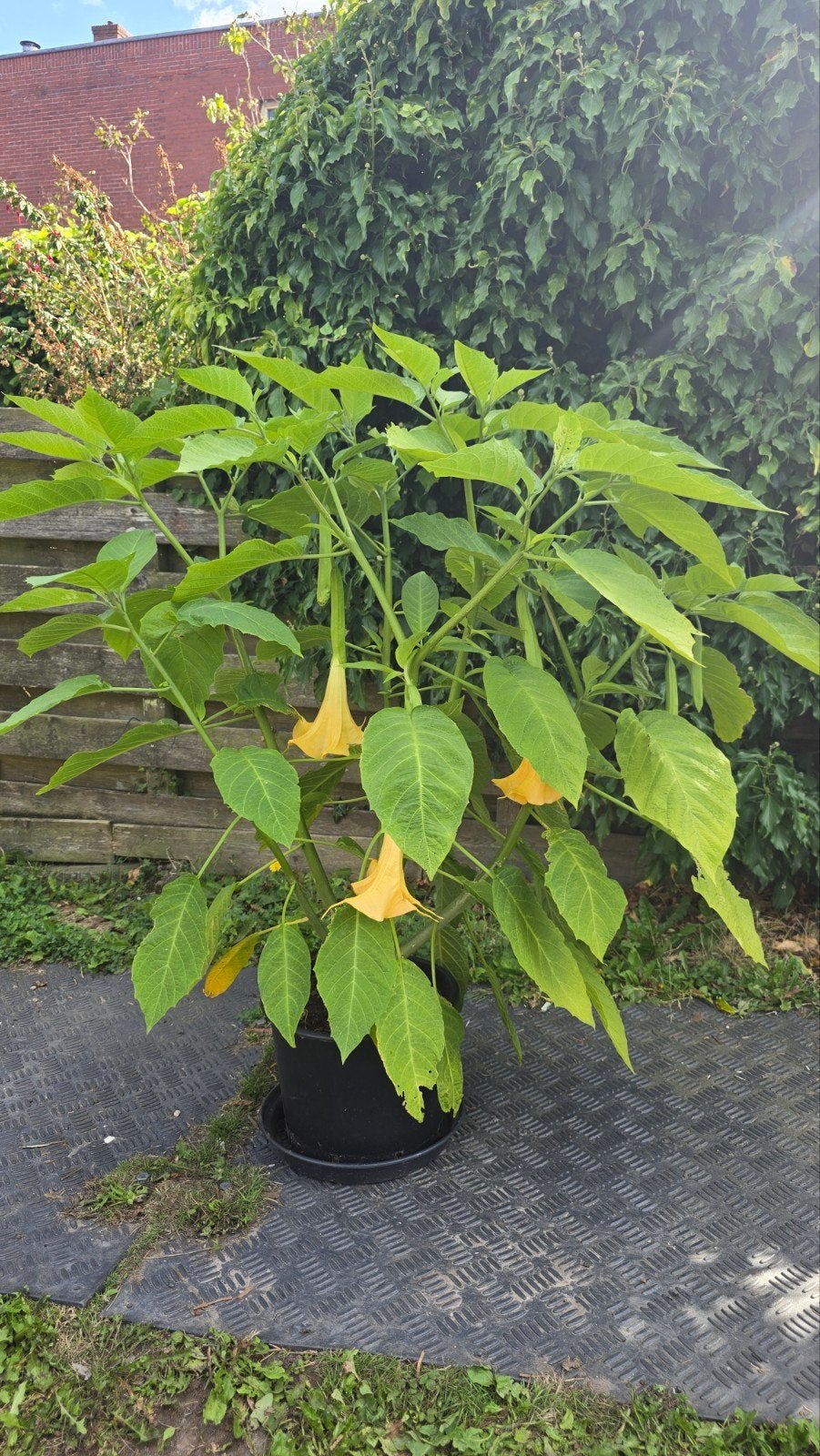 Grote Brugmansia / Engelentrompet met geel oranje bloemen, Volle zon, Vaste plant, Zomer, Ophalen