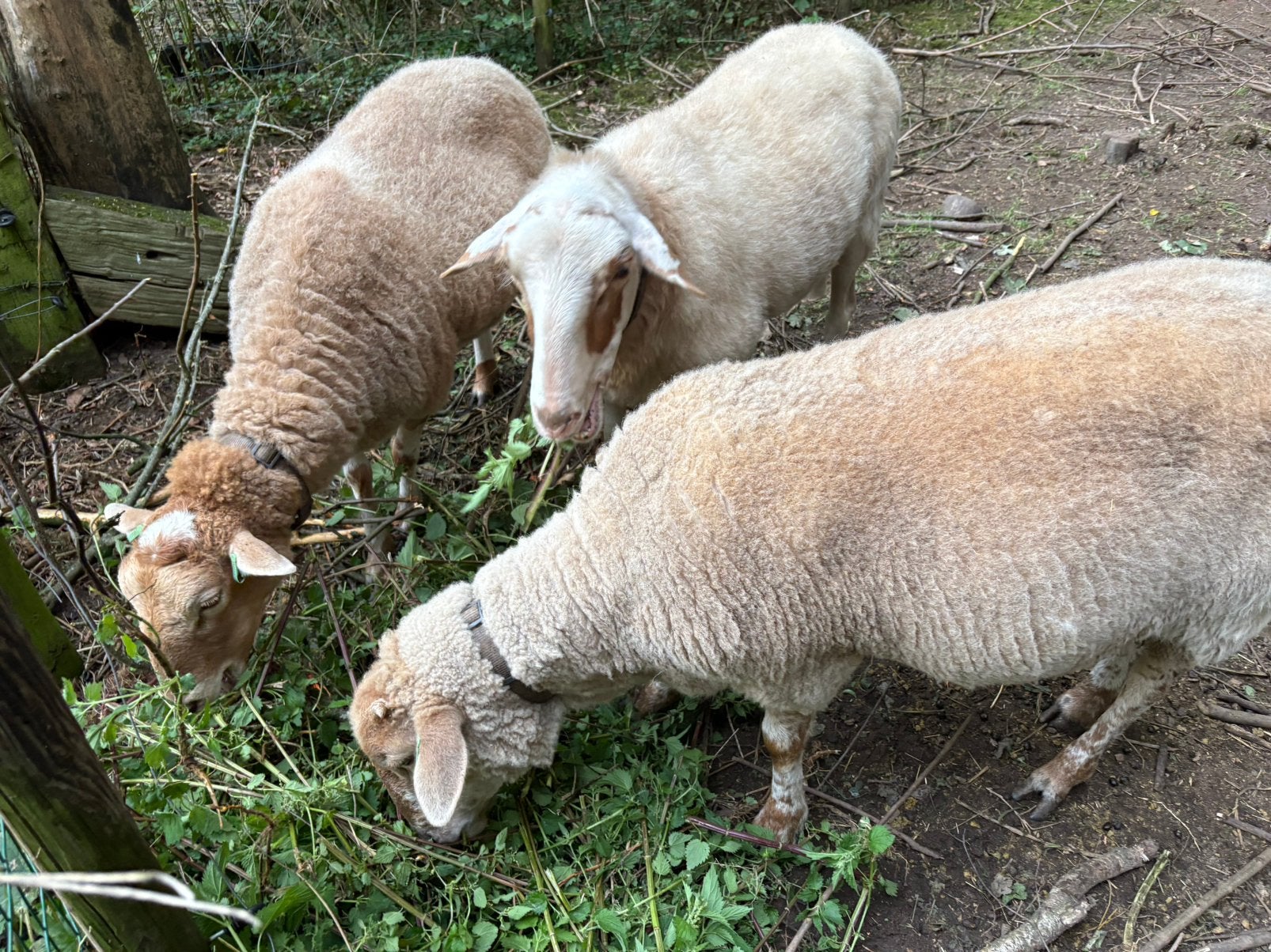 3 lieve gecastreerde heideschaap / Romney kruising te koop, Mannelijk, Schaap