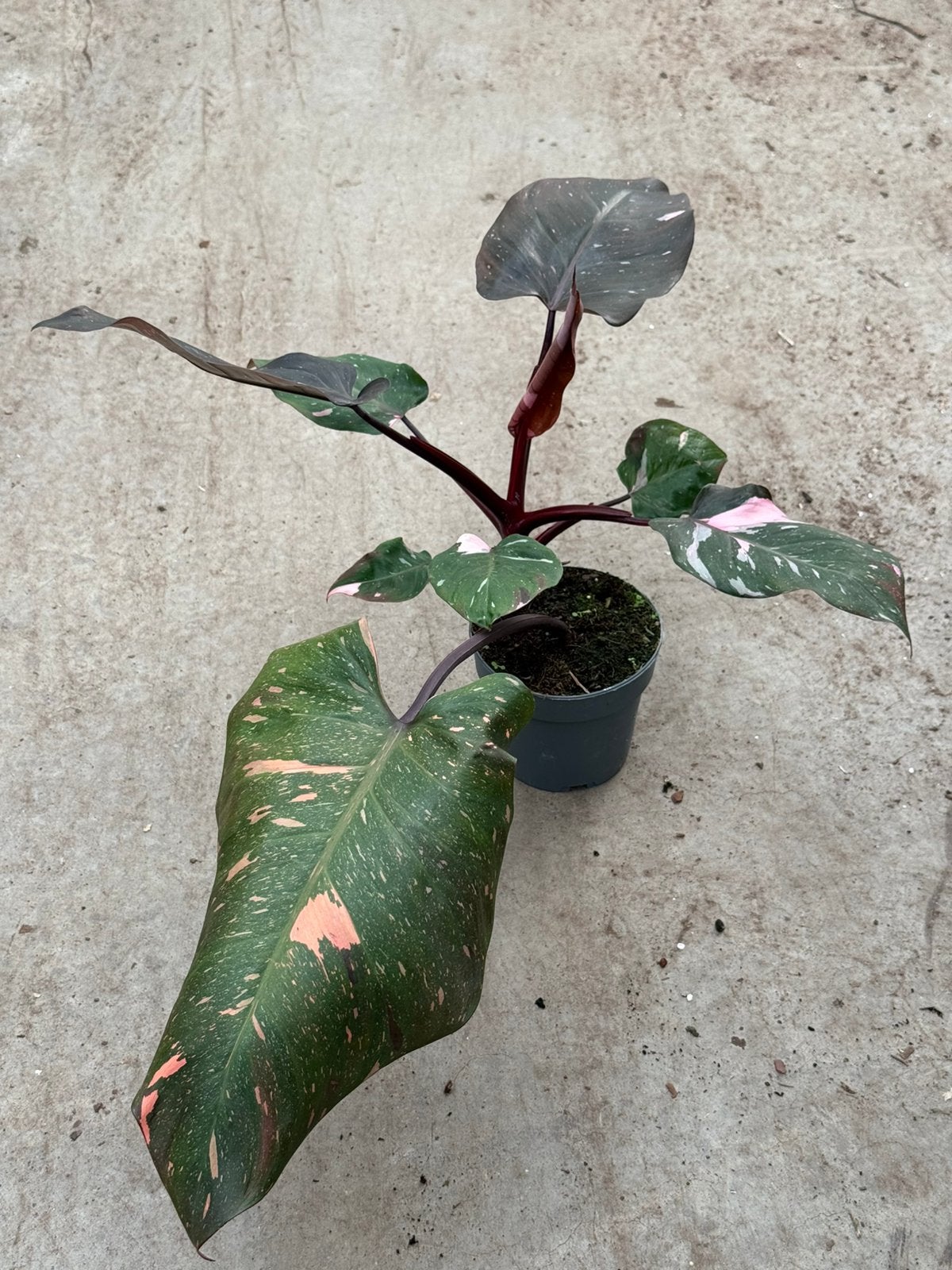 Philodendron Red Anderson Full Pink, Huis en Inrichting, Ophalen of Verzenden, Halfschaduw, Minder dan 100 cm