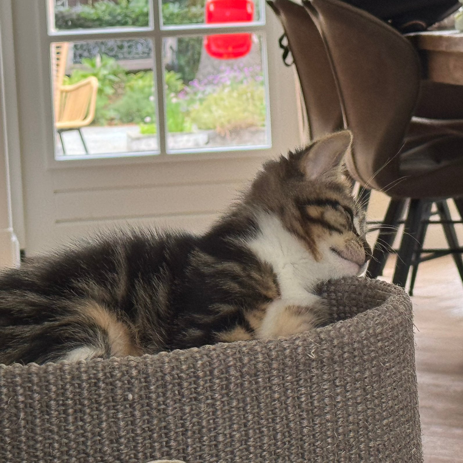 Lief katertje zoekt GOUDEN MANDJE (kruising Ragdoll), 0 tot 2 jaar