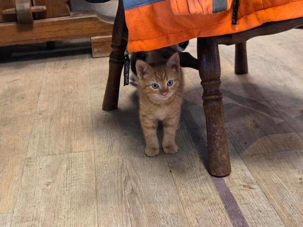 1 mooi rood katertje, Dieren en Toebehoren, Katten en Kittens | Overige Katten, Kater