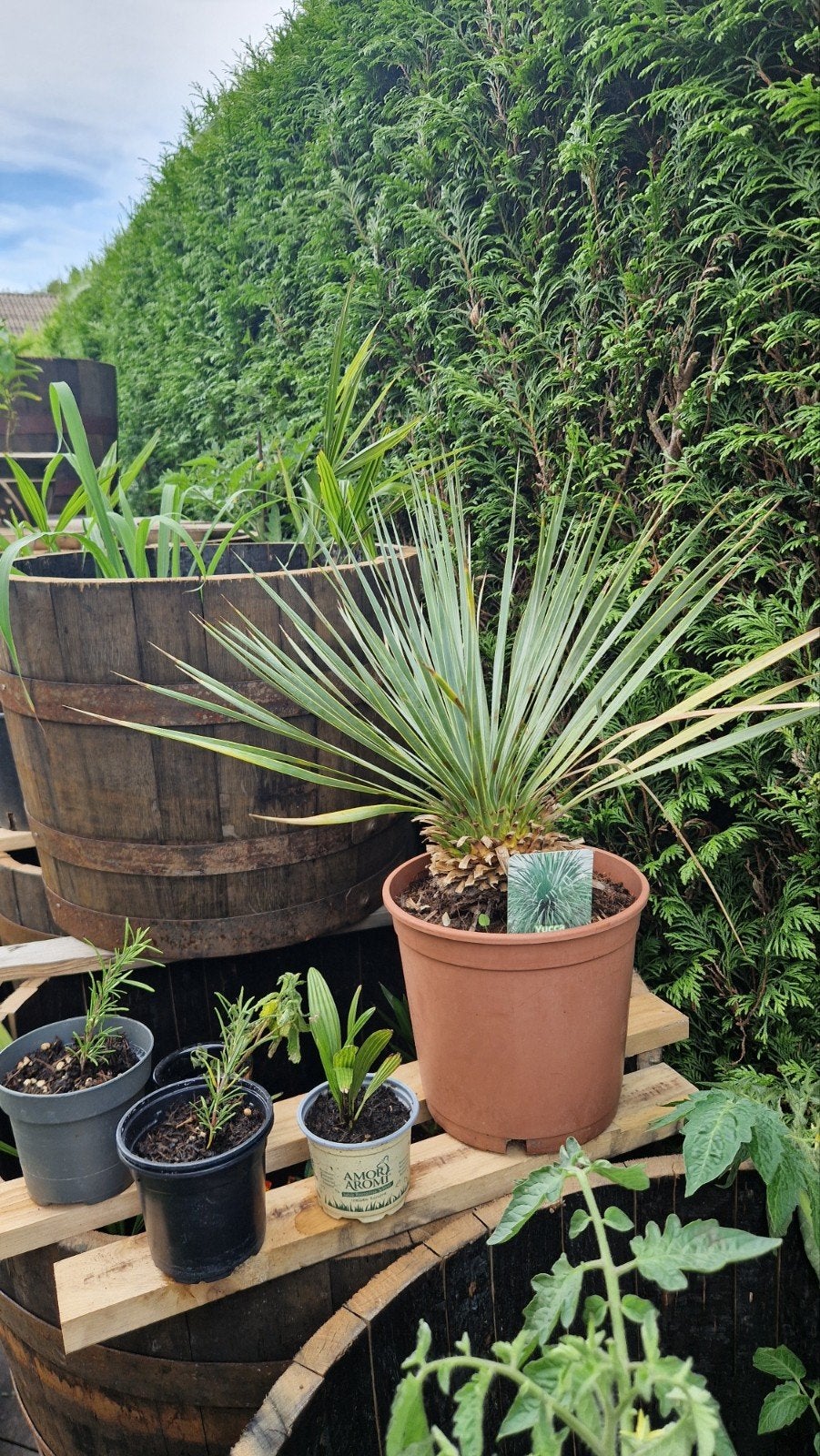 Yucca rostrata - Blauwe Yucca winterhard -18gr, Overige soorten, Volle zon, Vaste plant, Ophalen of Verzenden