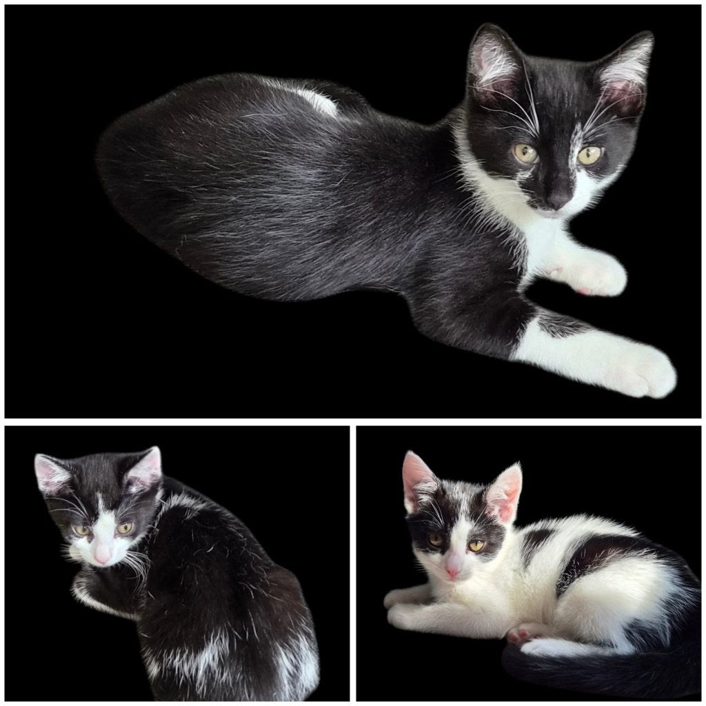 kittens zoeken een forever home, Dieren en Toebehoren, Kater, Kortharig, 0 tot 2 jaar