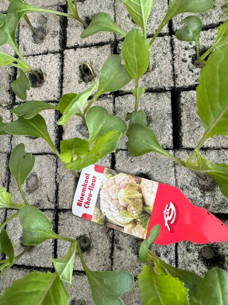 Kool plantjes, Tuin en Terras, Planten | Tuinplanten, Eenjarig, Groenteplanten, Volle zon, Bloeit niet, Ophalen