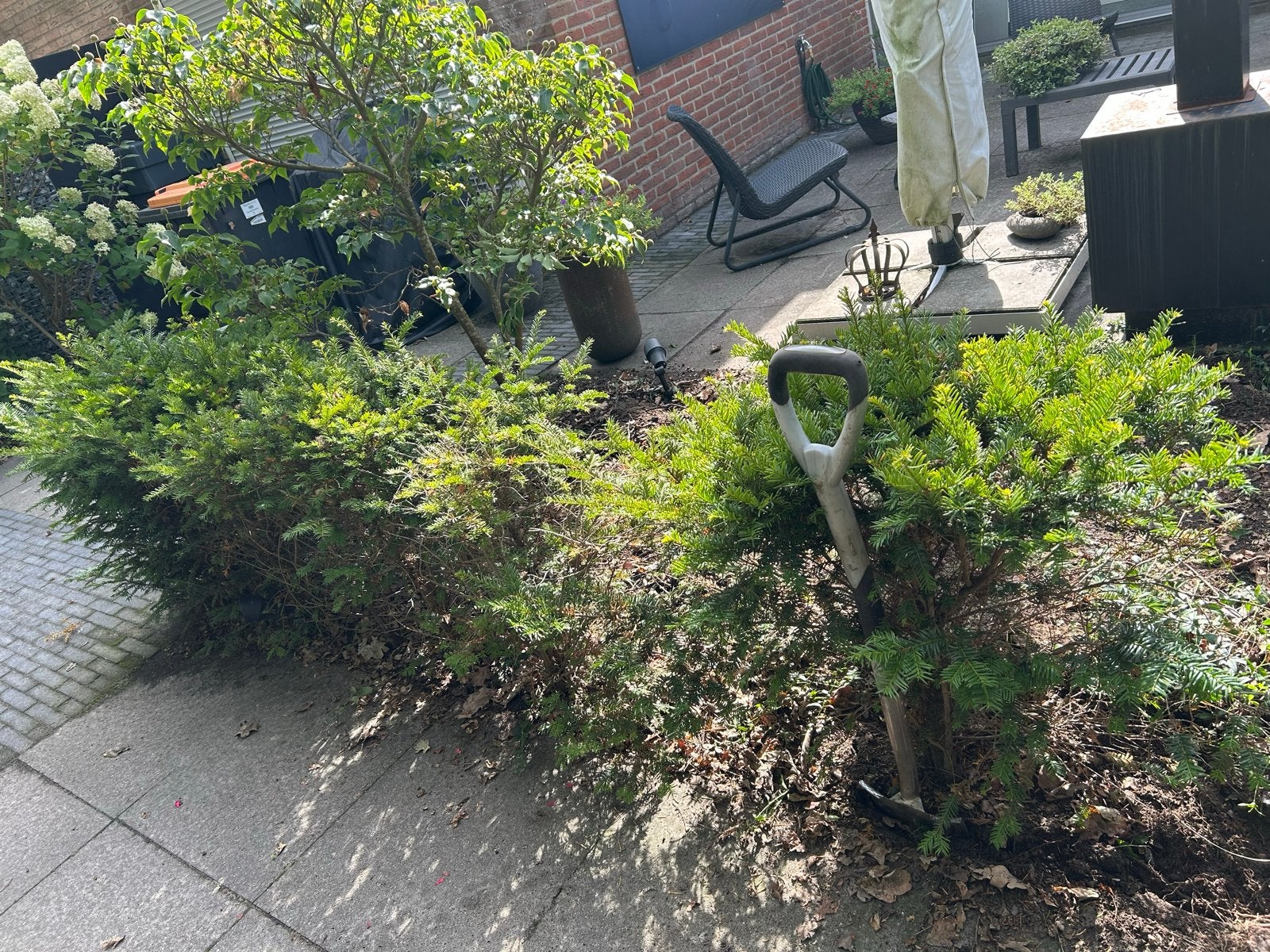 Taxus gratis af te halen, Vaste plant, Bloeit niet, Halfschaduw, Ophalen