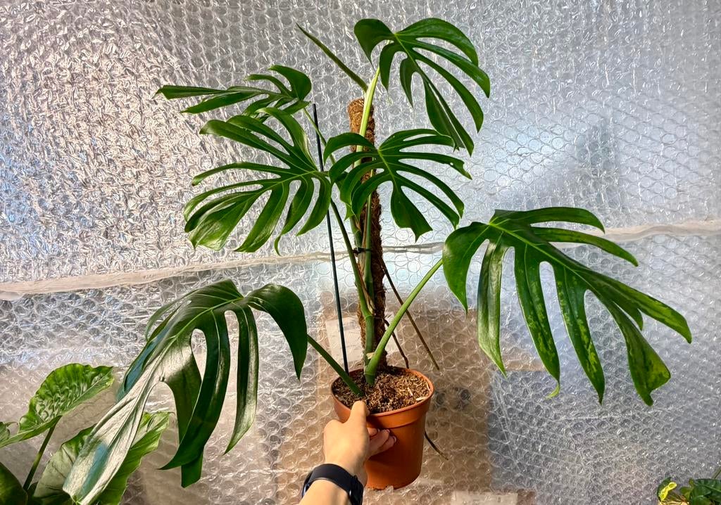 Monstera Sierrana Mexico  p15, Huis en Inrichting, Kamerplanten, Overige soorten, In pot, Minder dan 100 cm, Groene kamerplant