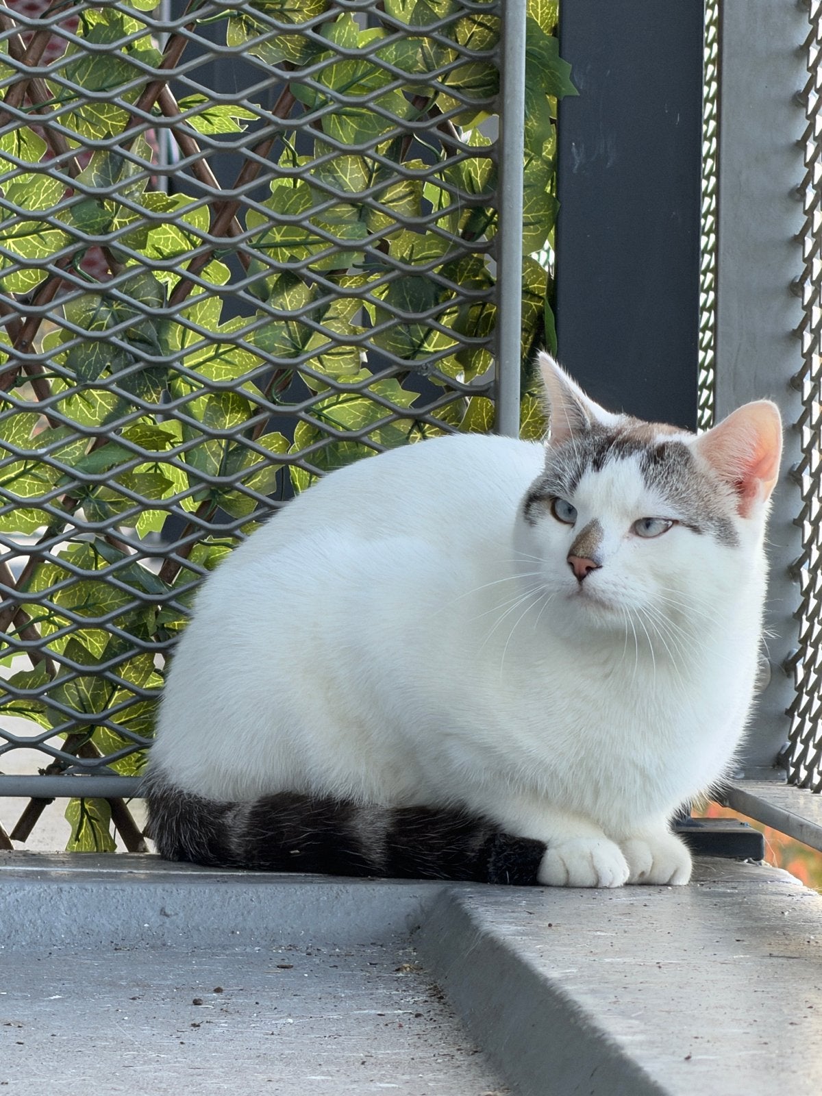 Kruising ragdoll, x cyperse, Kater, Kortharig, 0 tot 2 jaar