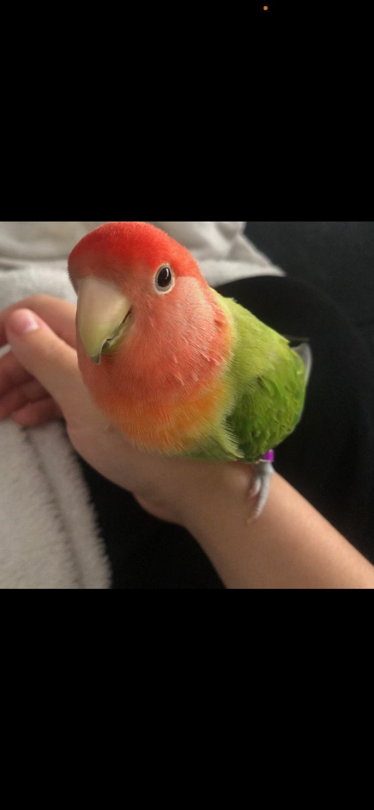 Charlie zoekt een nieuw huisje, Dieren en Toebehoren, Vogels | Parkieten en Papegaaien, Geslacht onbekend, Dwergpapegaai of Agapornis