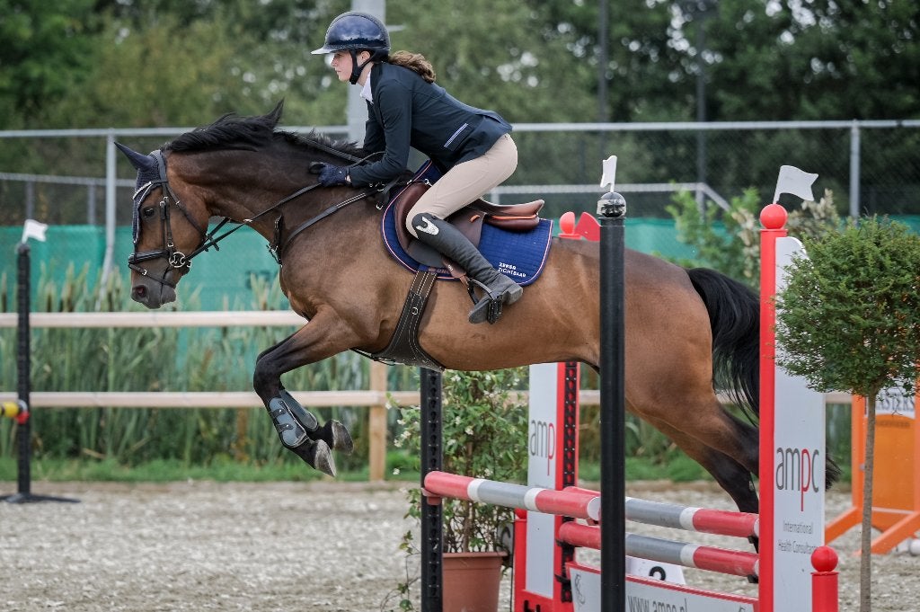 5 jarige ruin v. Comthago, Dieren en Toebehoren, Pony's, Ruin, B, E pony (1.48m - 1.57m), Springpony, 3 tot 6 jaar, Met stamboom