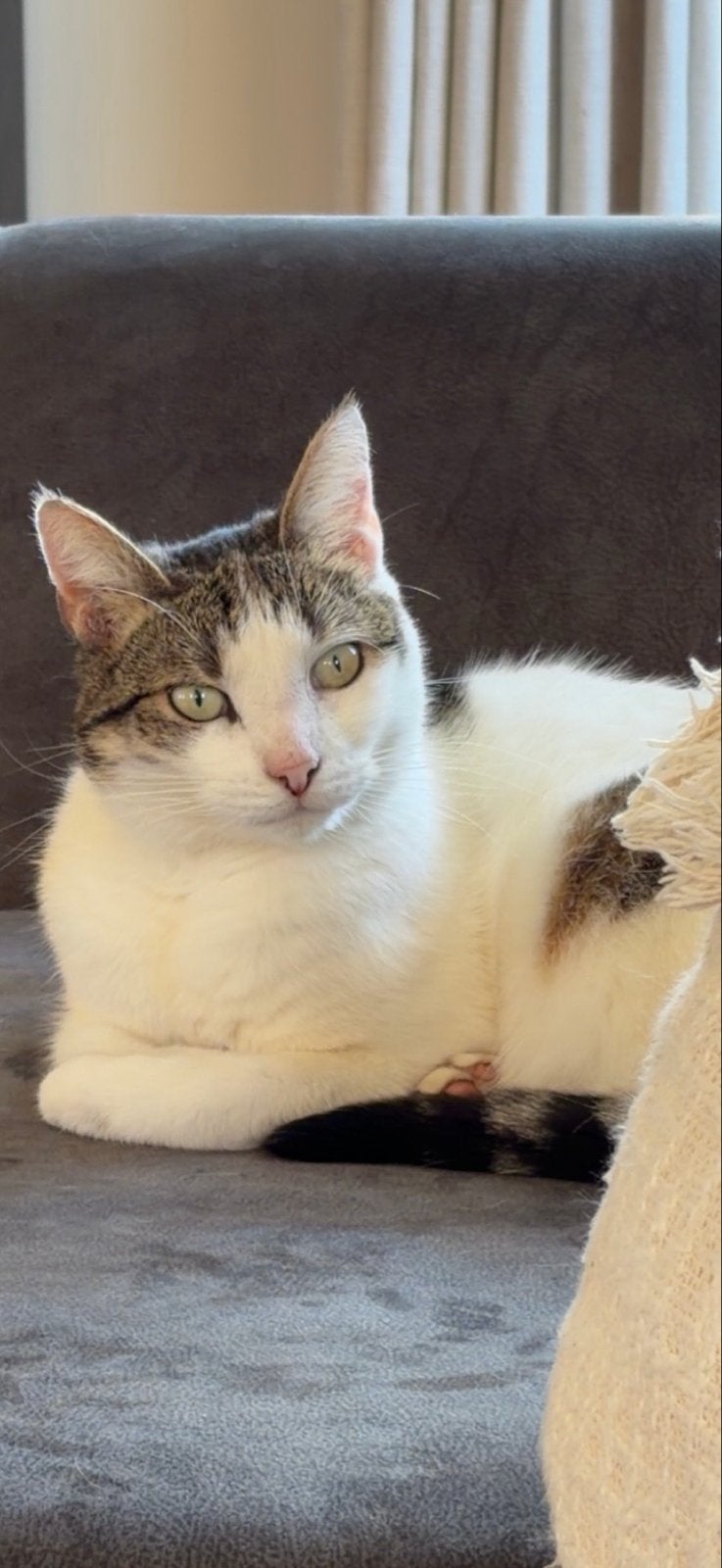 Lieve, rustige en aanhankelijke kat zoekt nieuw binnenhuisje, Kater