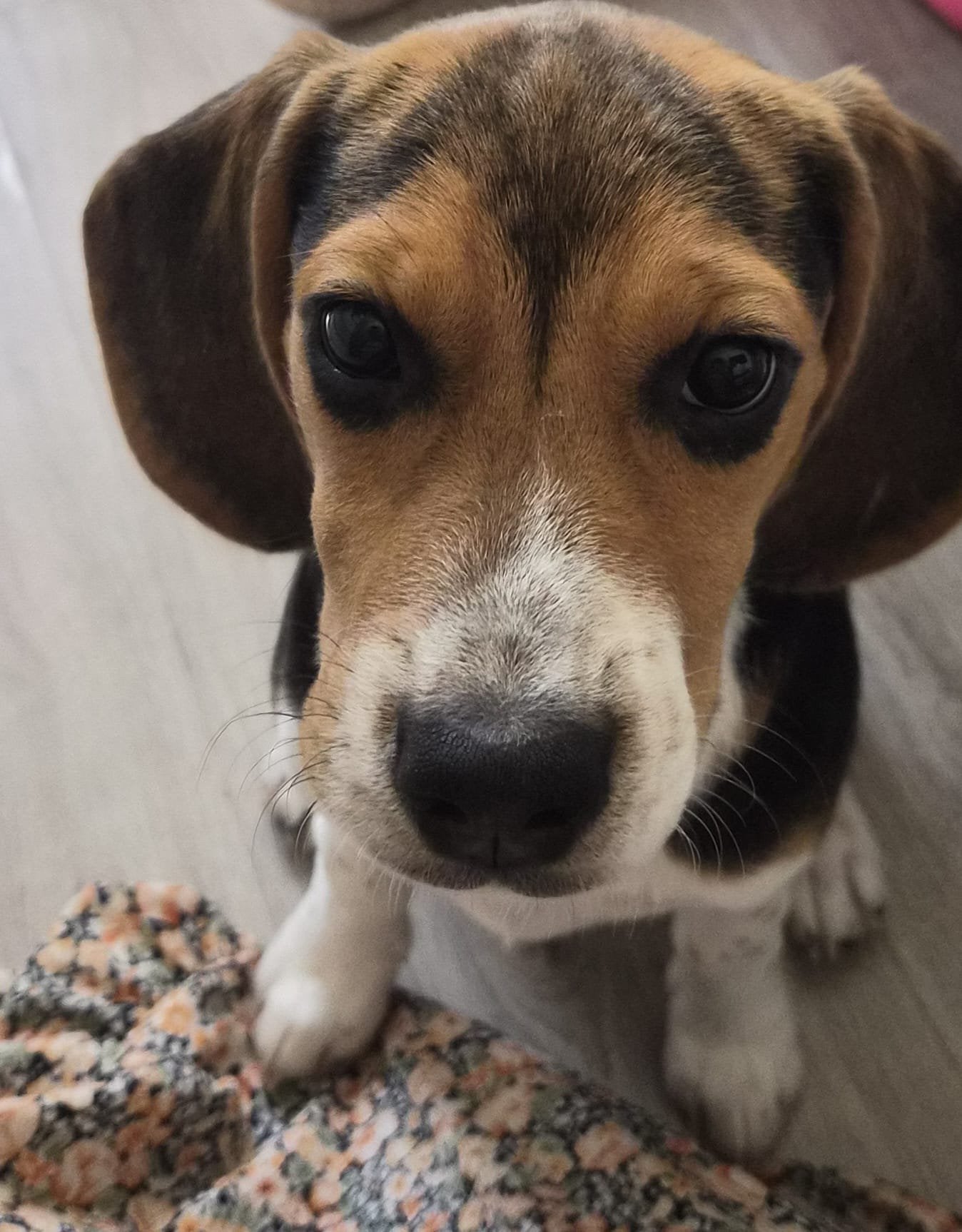 Beagle puppy 6 maanden oud, Beagle, Particulier, 15 weken tot 1 jaar, Buitenland