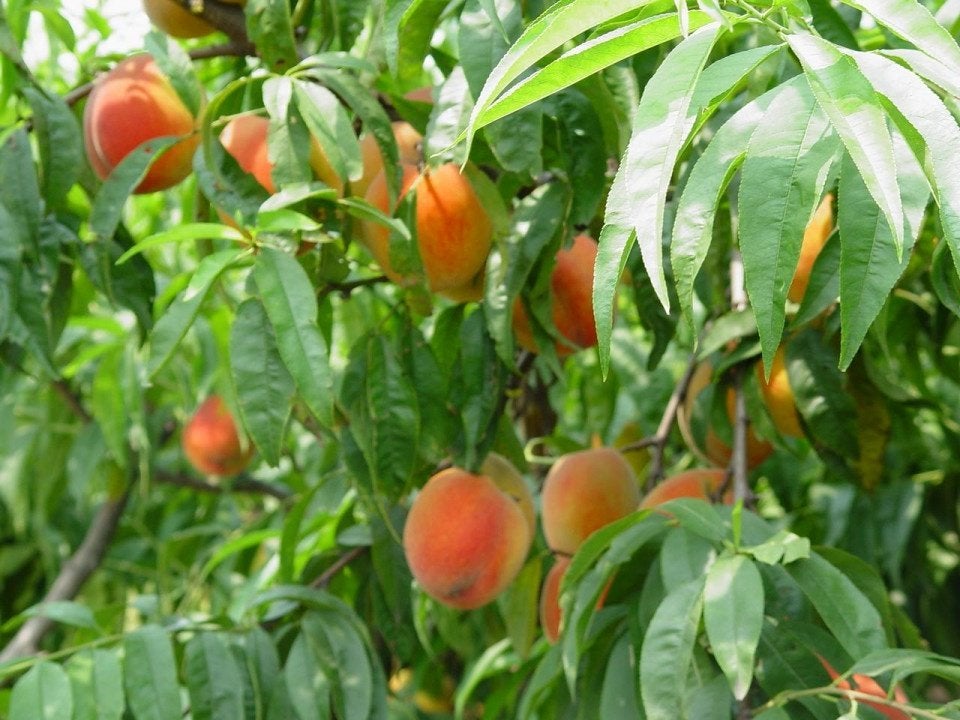 FRUIT, Diospyros kaki, Kaki, vrucht eetbaar, voedseltuin/bos, Volle zon, Vaste plant, Verzenden, Fruitplanten