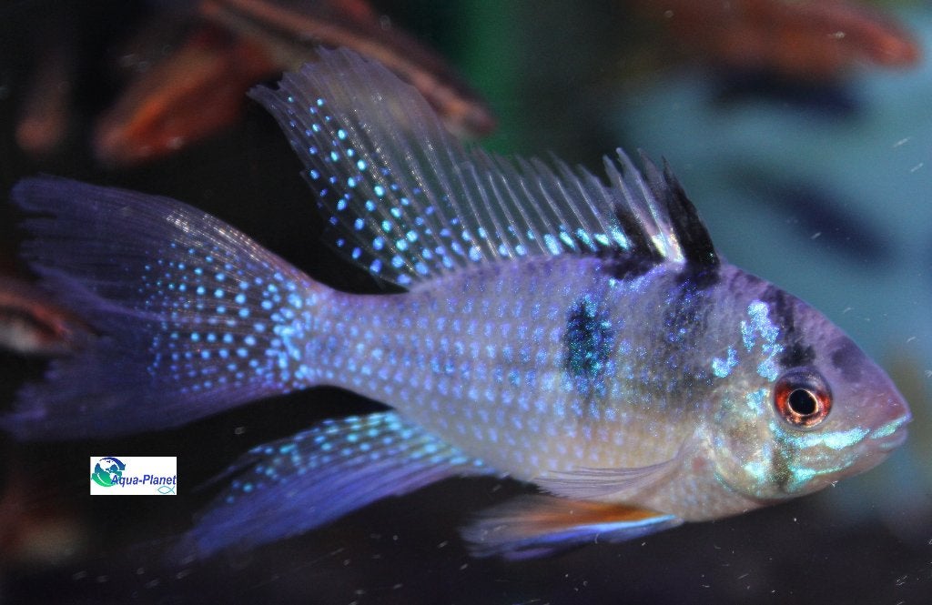 Mikrogeophagus ramirezi "Long Fin", Vis, Zoetwatervis