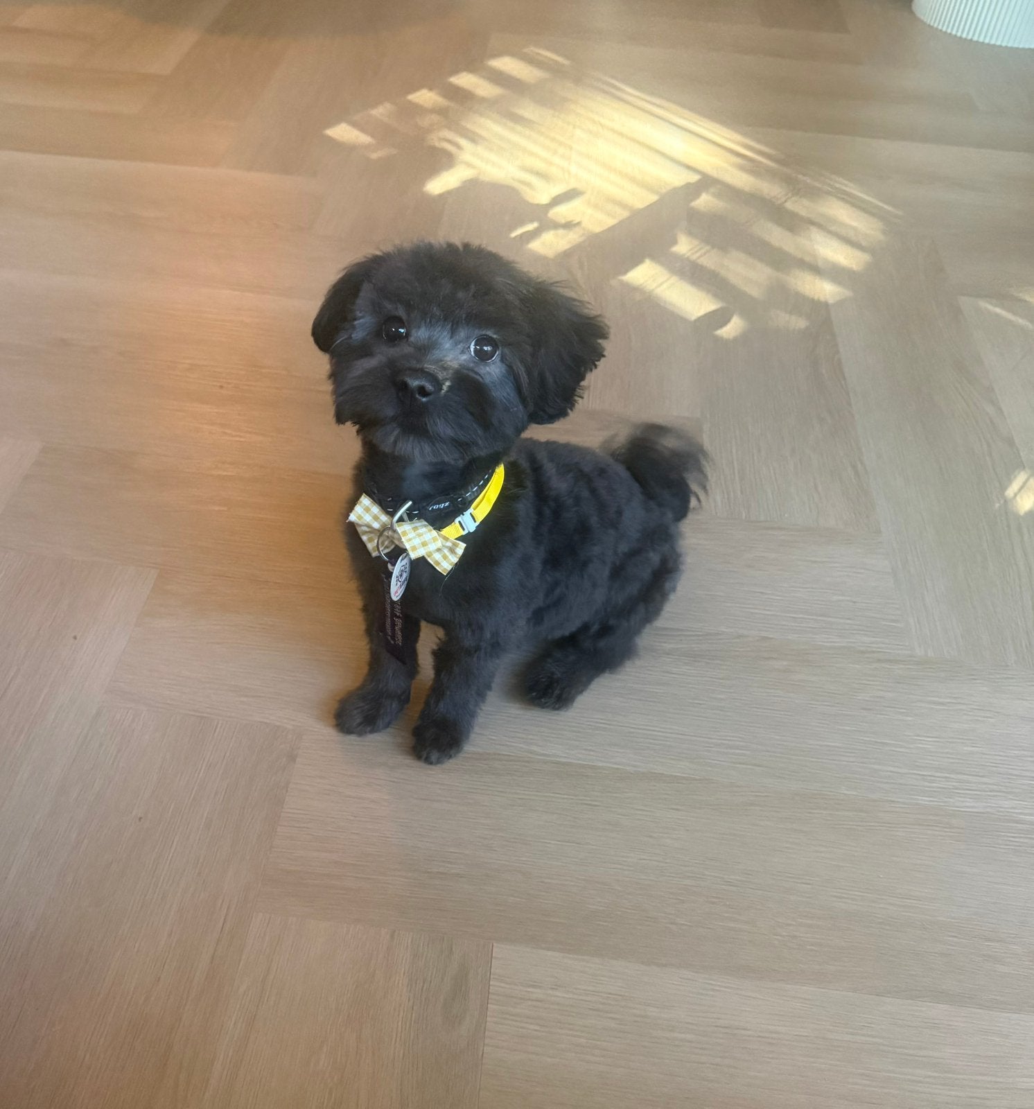 Lieve pup, Parvo, 15 weken tot 1 jaar, Eén hond, Nederland