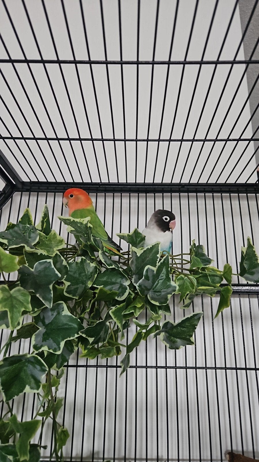 Zeer lieve gezellige aggaporissen zoek met spoed een huis.je, Dieren en Toebehoren, Vogels | Parkieten en Papegaaien