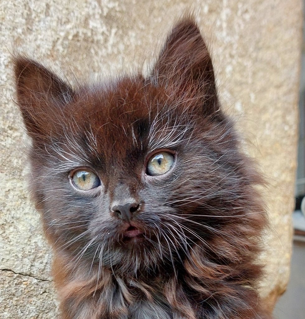Vrolijke langharige zwarte kitten, Dieren en Toebehoren, Katten en Kittens | Overige Katten, Poes, Langharig, 0 tot 2 jaar