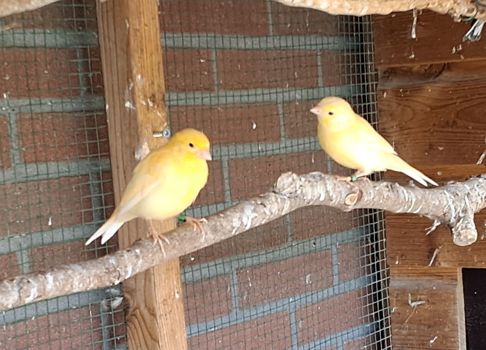 5 mooie jonge gele kleurkanaries, Dieren en Toebehoren, Meerdere dieren, Kleurkanarie