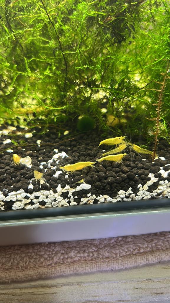 Mooie gele garnalen, Kreeft, Krab of Garnaal