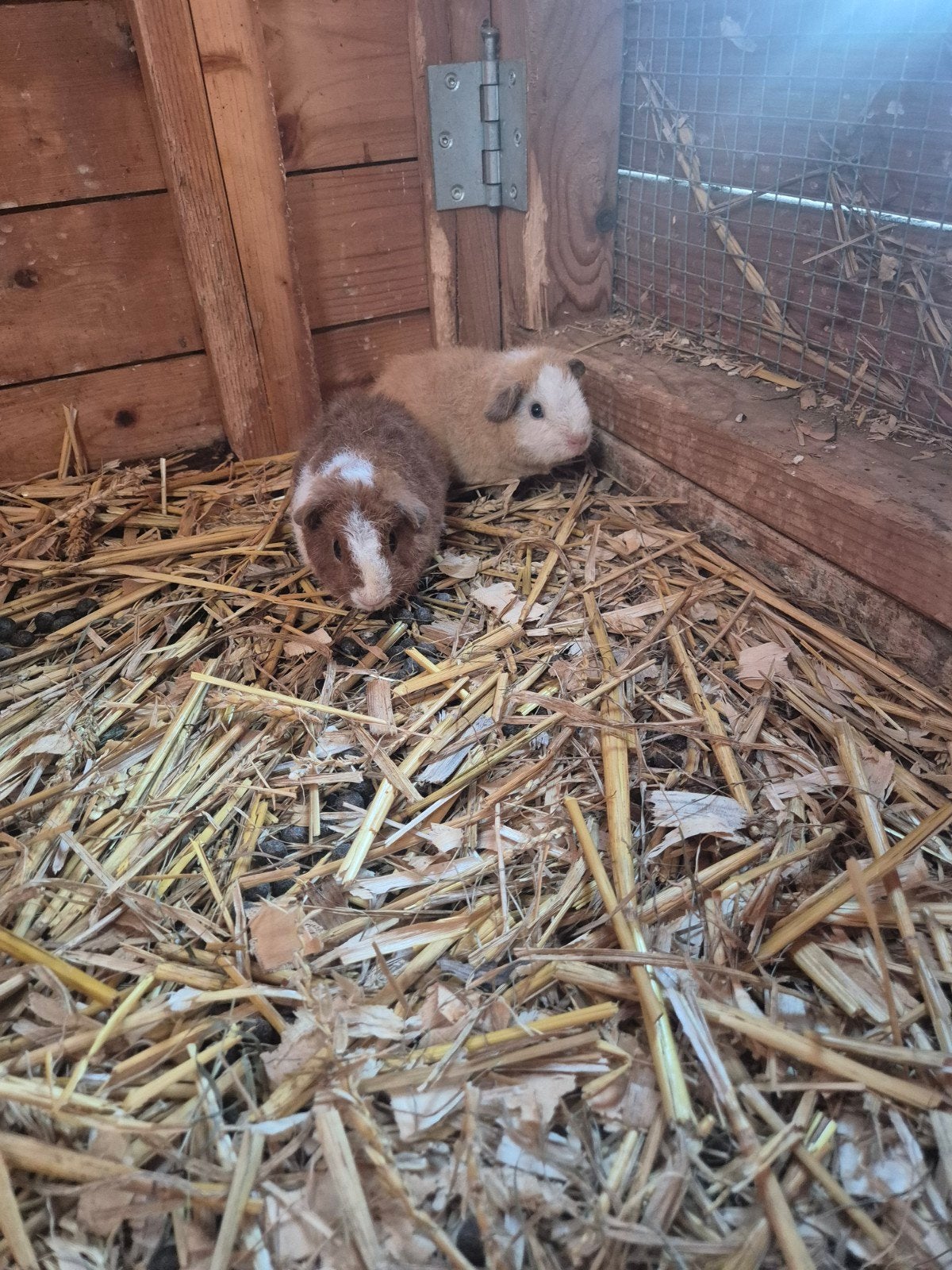 jonge cavia's, Dieren en Toebehoren, Cavia, Mannelijk, Tam, September