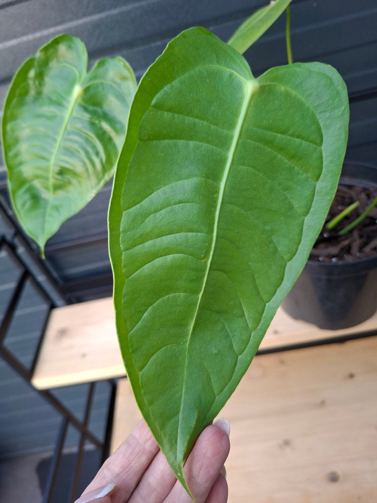 Anthurium Veitchii, Ophalen, Halfschaduw, Minder dan 100 cm