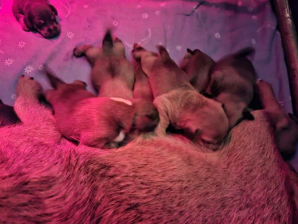 Twee lieve terrier x teckel kruising pups, Dieren en Toebehoren, Honden | Jack Russells en Terriërs, Meerdere dieren, Jack Russell Terriër