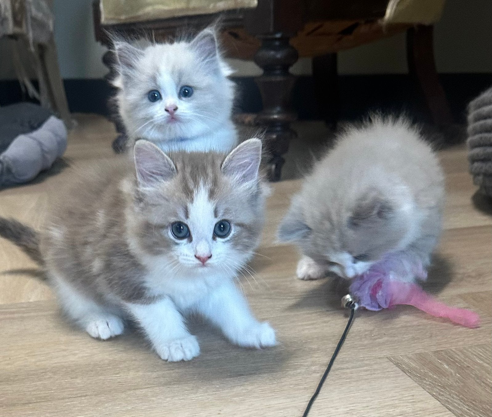 Ragdoll kittens MET STAMBOOM, Dieren en Toebehoren, Meerdere dieren, Met stamboom, 0 tot 2 jaar