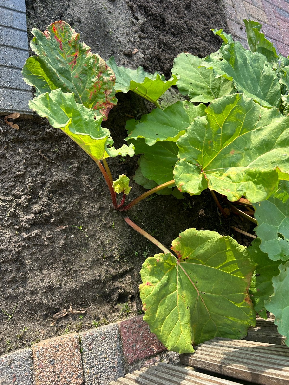 Rode Rabarberplant - Rabarberstek - Ideaal voor Moestuin, Ophalen, Volle zon, Vaste plant, Fruitplanten