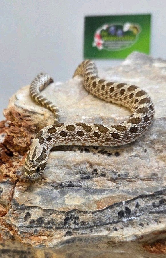 Haakneus Conda, Dieren en Toebehoren, Slang, 0 tot 2 jaar
