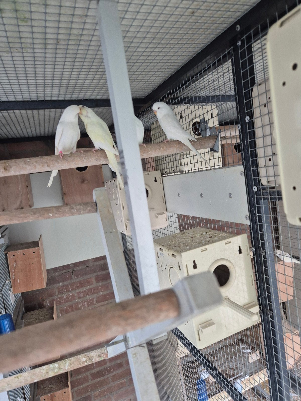 Jongen grasparkieten, Dieren en Toebehoren, Vogels | Parkieten en Papegaaien, Meerdere dieren, Parkiet