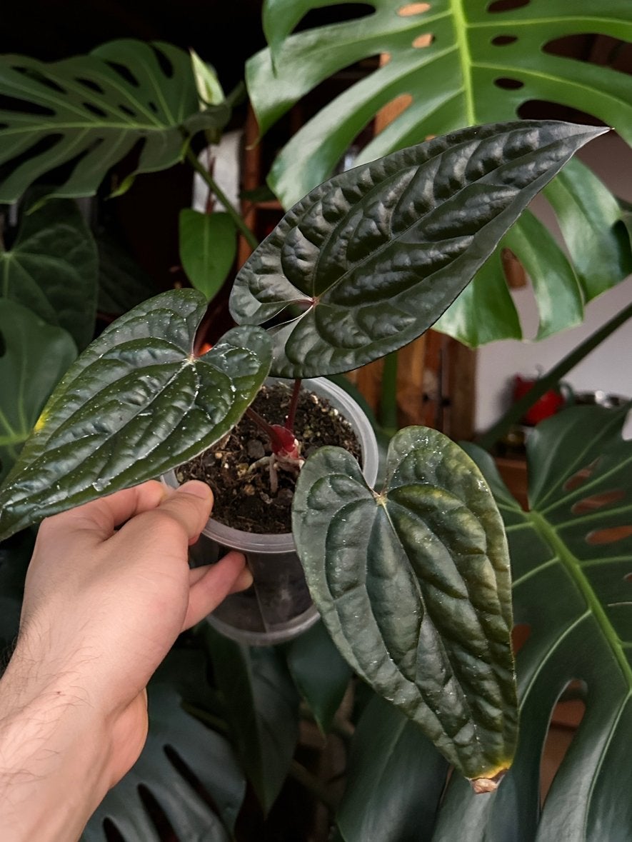 Anthurium FS x luxurians (stek), Ophalen, Halfschaduw, Minder dan 100 cm