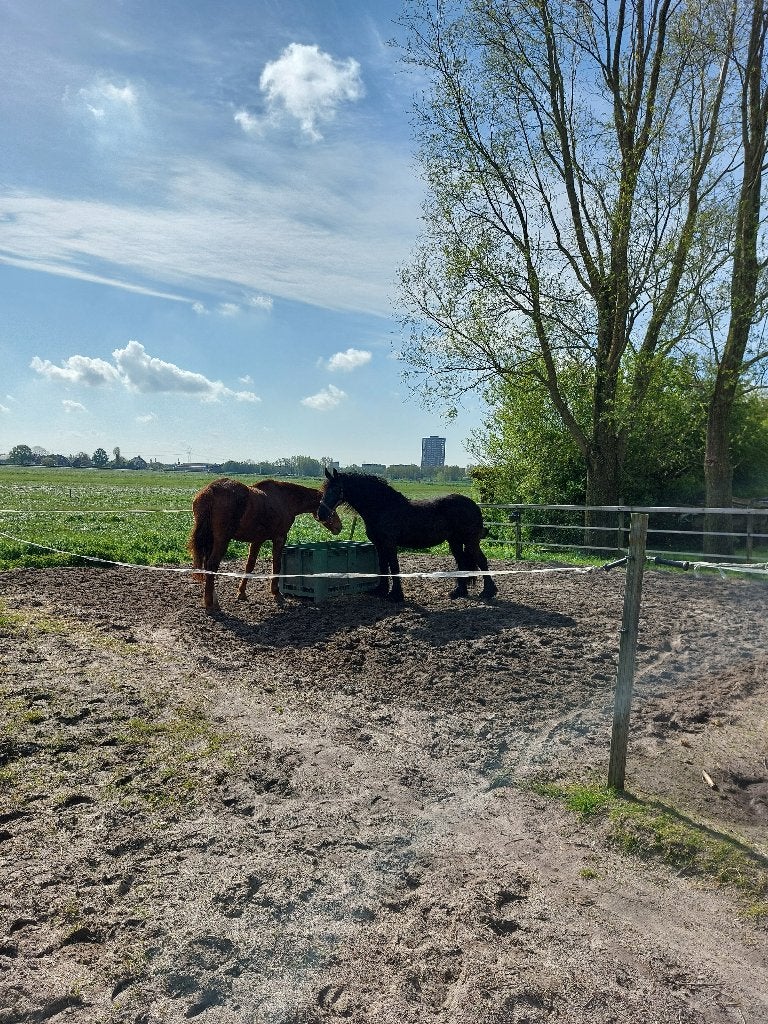 Pensioenstal-rusthuis plek voor 1 merrie., Dieren en Toebehoren, Stalling en Weidegang, Weidegang, 1 paard of pony