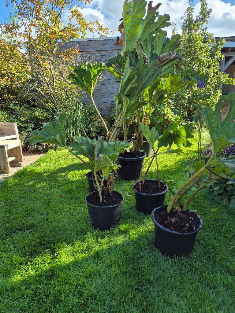 Gunnera, Vaste plant, Halfschaduw, Zomer, Ophalen