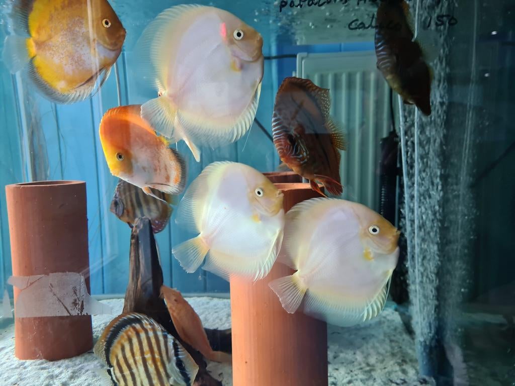 Snow White Discus, Symphysodon Discus, Vis, Zoetwatervis