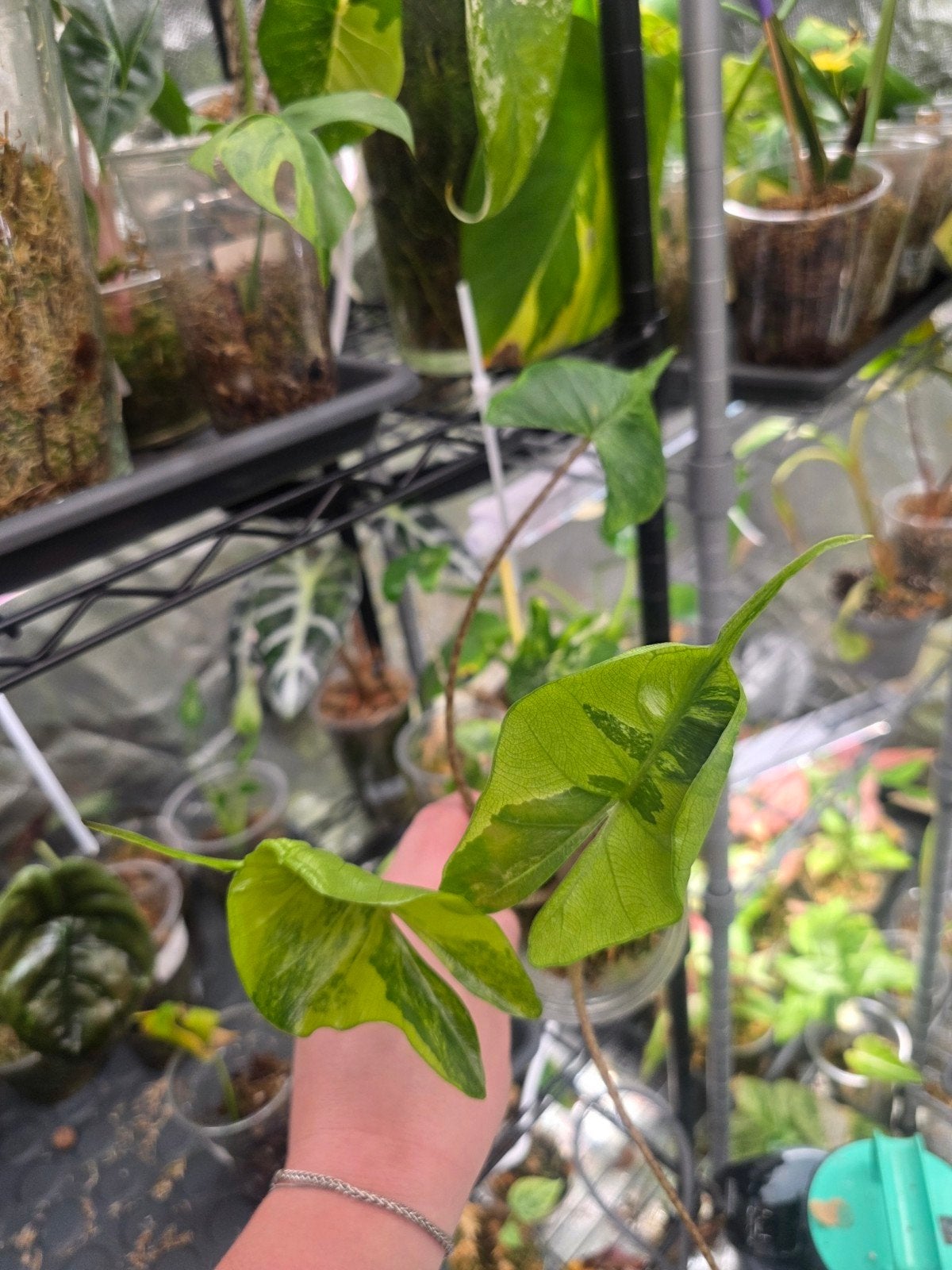 Alocasia stingray aurea, Huis en Inrichting, Ophalen of Verzenden, Halfschaduw, Minder dan 100 cm