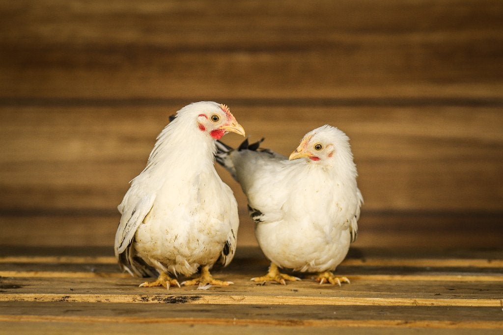 Chabo krielkippen | Rustige krielkip | Kleine kippen, Dieren en Toebehoren, Vrouwelijk, Kip