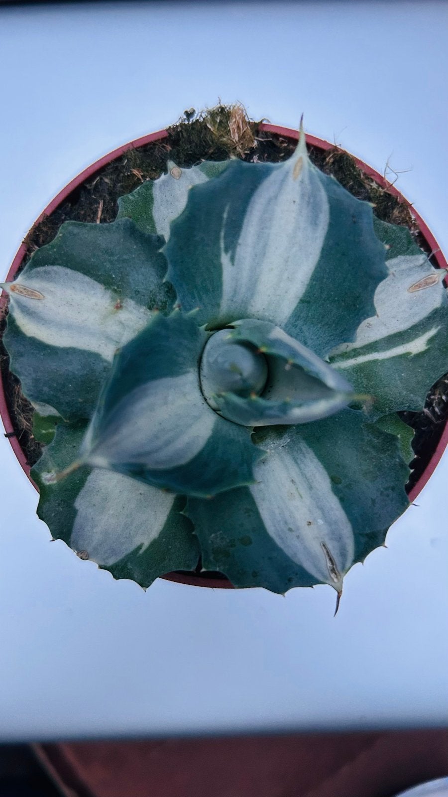 Agave Potatorum Ouhi - Raijin Variegata, Tuin en Terras, Volle zon, Vaste plant, Bloeit niet, Ophalen