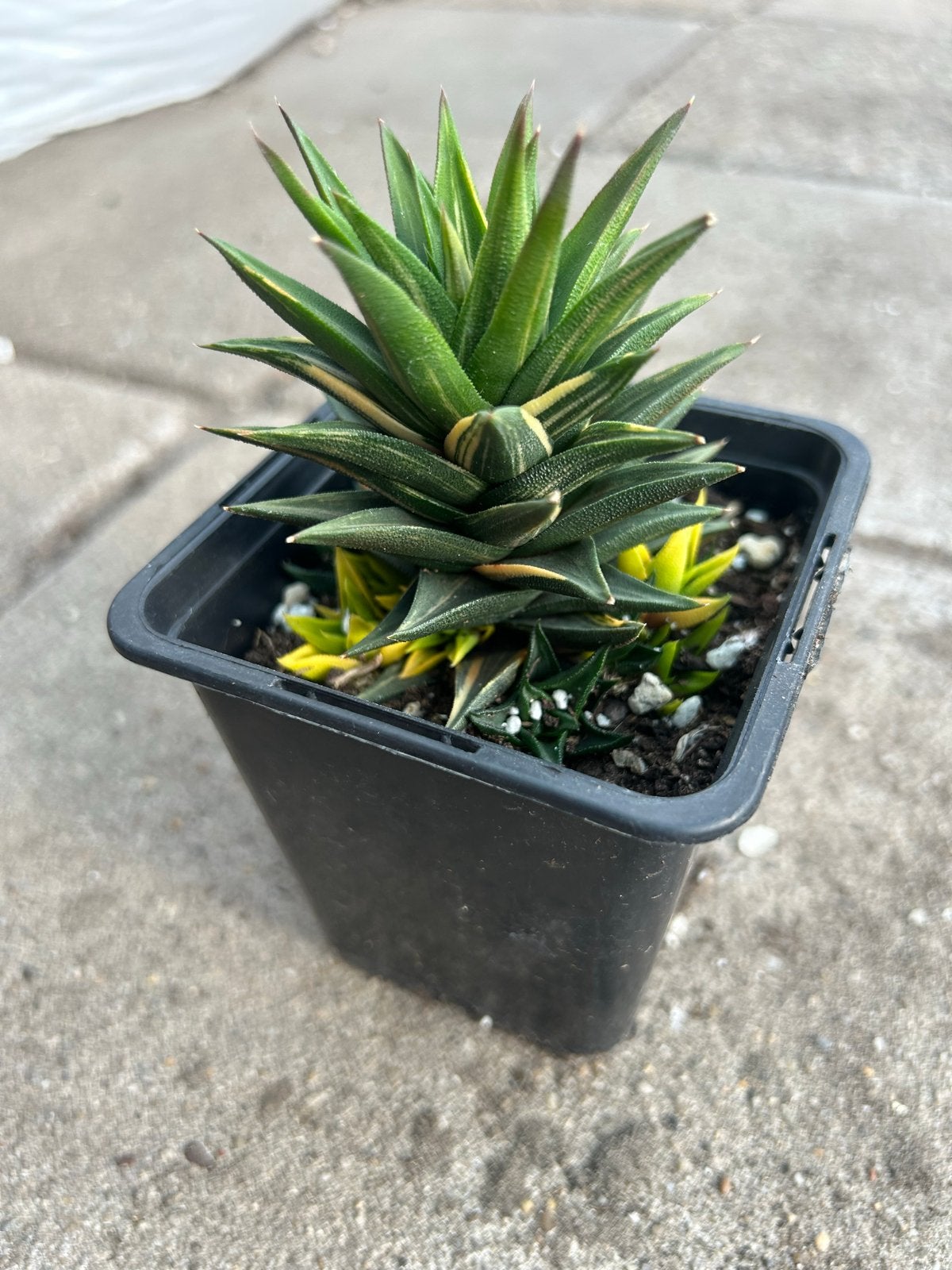 Haworthia 'viscosa variegata’ yellow', Overige soorten, Volle zon, Vaste plant, Ophalen of Verzenden