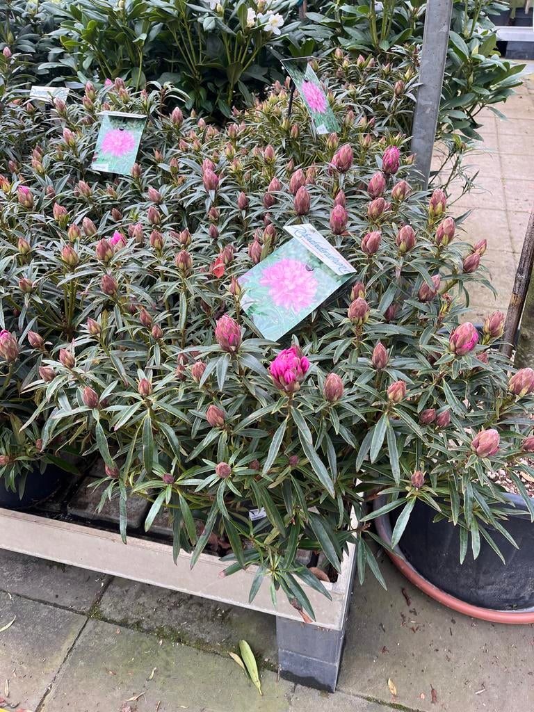 Rhododendron Ponticum Graziella €29,95, Overige soorten, Vaste plant, Ophalen of Verzenden, Halfschaduw