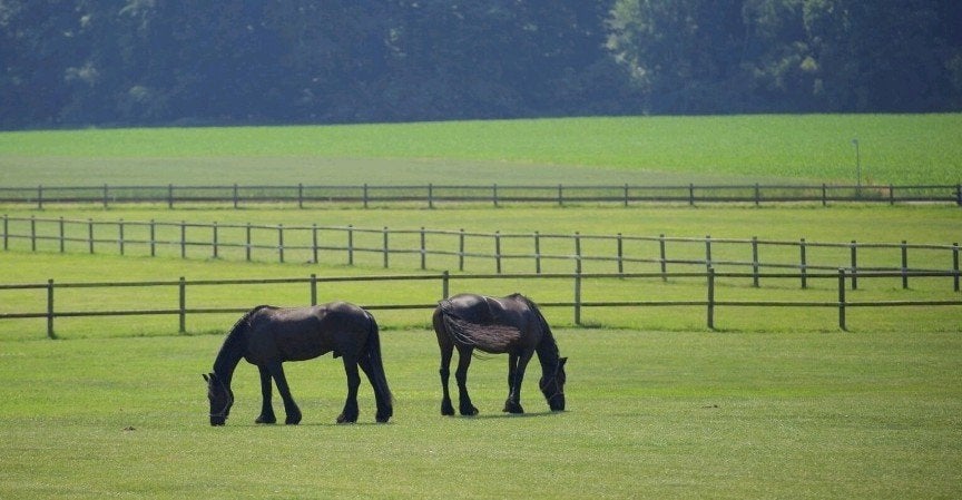 stal hulp aangeboden, Ophalen of Verzenden