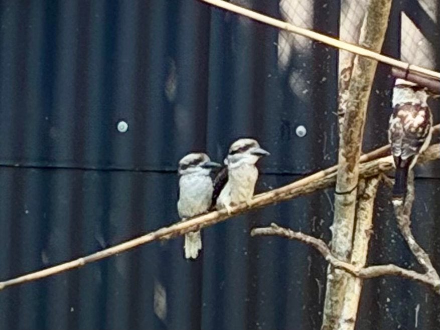Kookaburra onverwant koppel 2026, Meerdere dieren, Roofvogel, Geringd