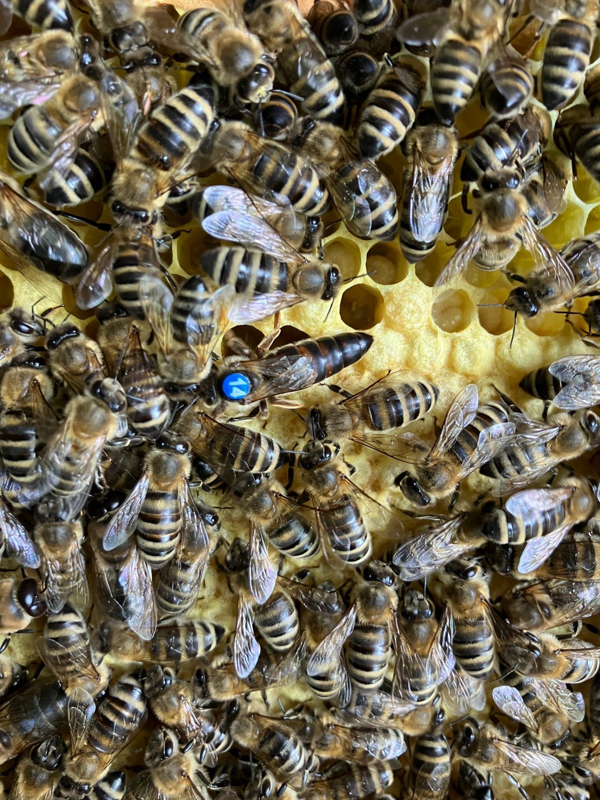 Bijenvolk zesramer, Dieren en Toebehoren, Insecten en Spinnen, Bijen