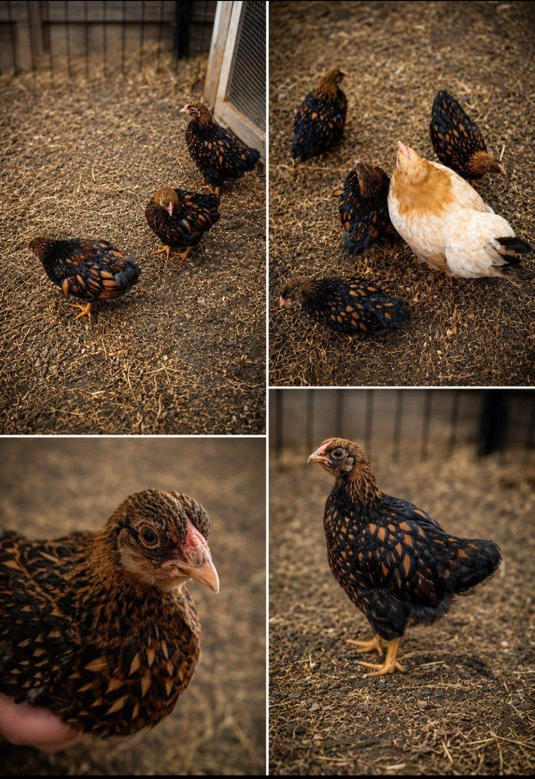2 mooie Wyandotte kuikens, goud en zwart gezoomd!, Meerdere dieren, Kip