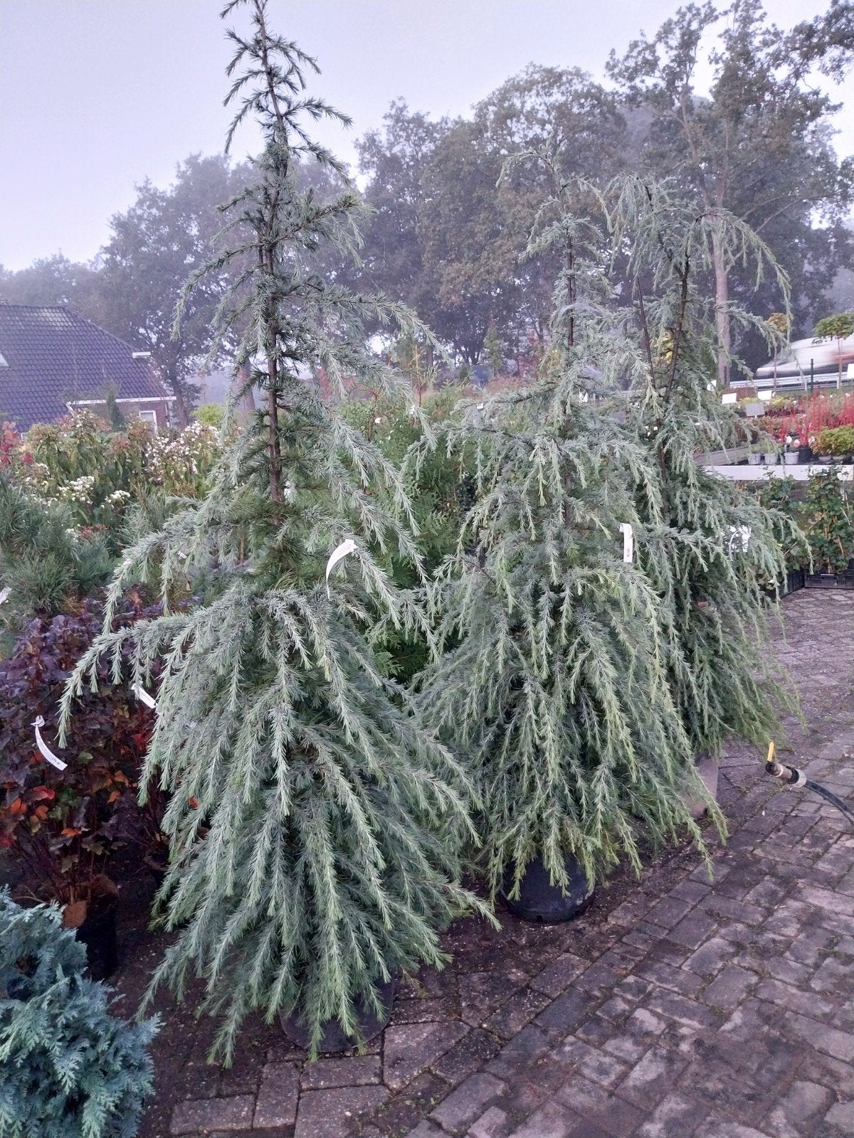 Cedrus Deodara - Himalayaceder in pot, Bloeit niet, Overige soorten, 250 tot 400 cm, Ophalen