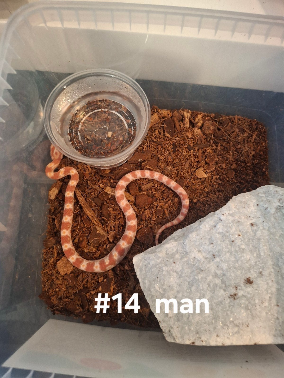 rattenslang nakweek 2026 Pantherophis guttatus Corn Snake photo 11