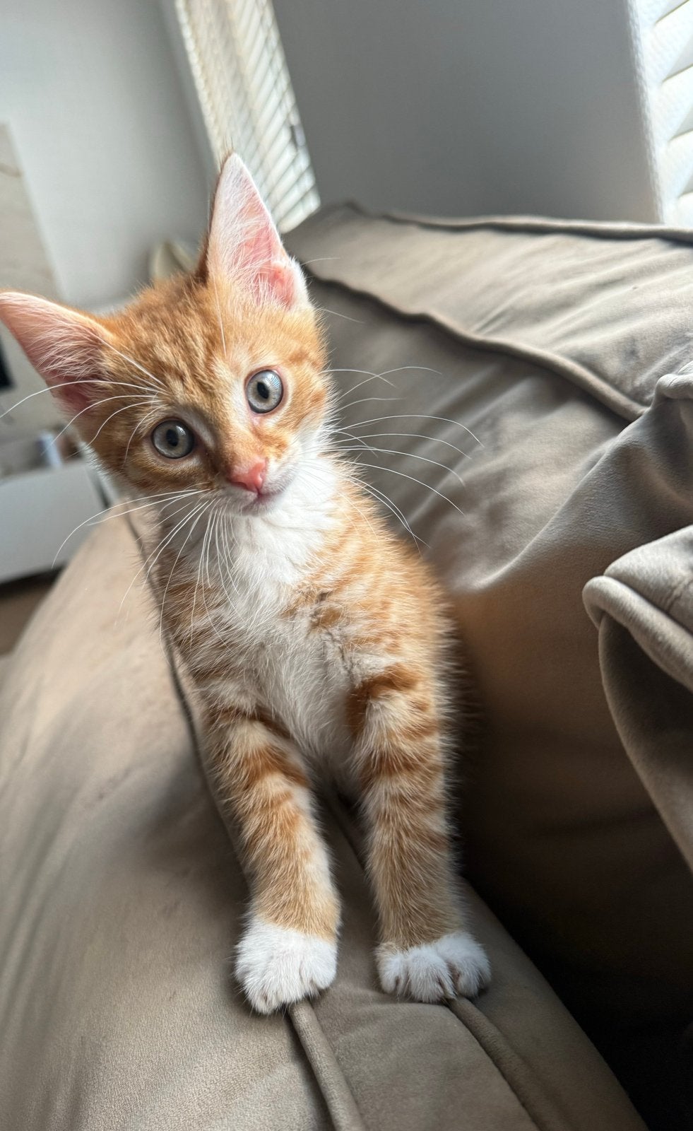 Oranje kitten, Dieren en Toebehoren, Katten en Kittens | Overige Katten, Kater