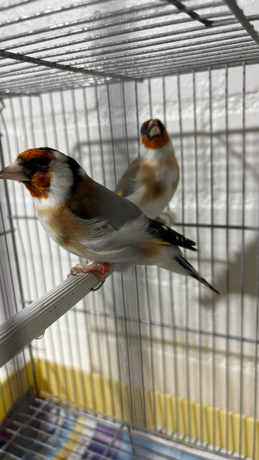 Putter  koppel, Dieren en Toebehoren, Vogels | Overige Vogels, Meerdere dieren, Wildzangvogel