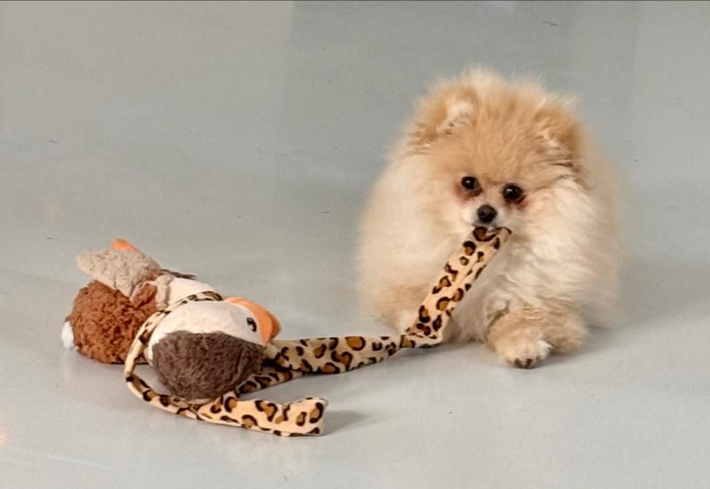 Heel mooi dekreutje Pomeriaan, 15 weken tot 1 jaar, Reu, Parvo, Eén hond