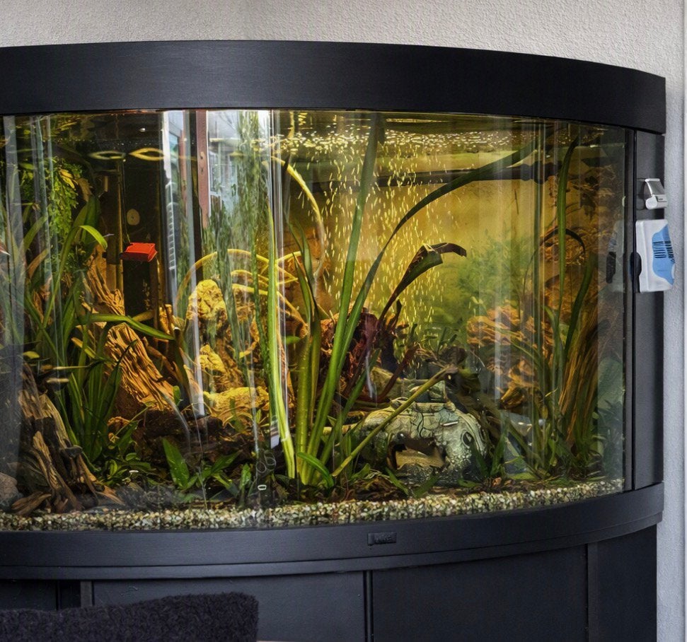 Hoekaquarium 350 L incl pomp licht etc, Dieren en Toebehoren, Ophalen, Gevuld zoetwateraquarium