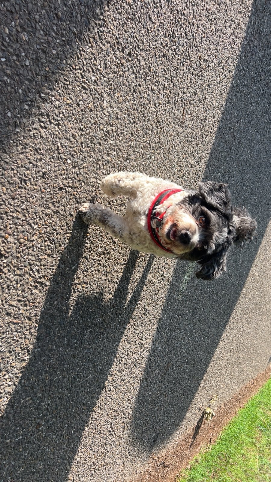Super lieve boomer, Eén hond, 3 tot 5 jaar, Nederland, Particulier